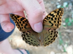 Argynnis pandora
