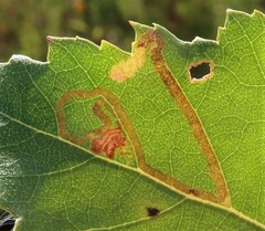 Stigmella continuella