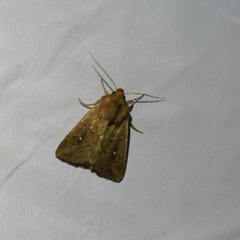 Mythimna albipuncta