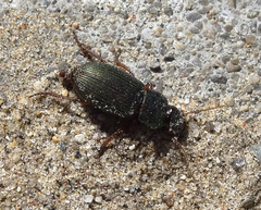 Harpalus