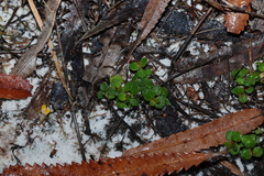 Gonocarpus micranthus