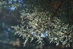 Cupressus arizonica