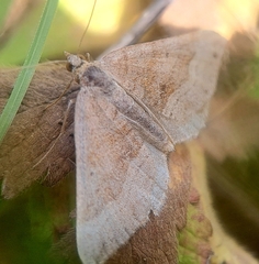 Scotopteryx chenopodiata