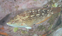 Notolabrus gymnogenis