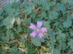 Malva sylvestris