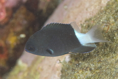Pycnochromis margaritifer