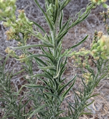 Erigeron bonariensis
