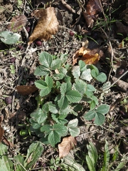 Potentilla micrantha