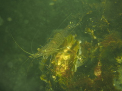 Palaemon serratus