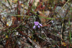 Sowerbaea juncea