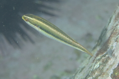 Stethojulis interrupta