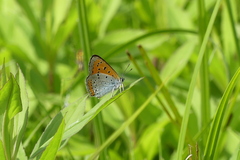 Lycaena dispar