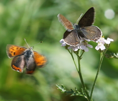Lycaena tityrus
