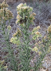Erigeron bonariensis
