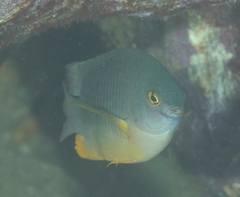 Plectroglyphidodon gascoynei