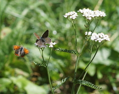 Achillea millefolium