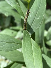 Cucullia convexipennis