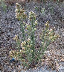 Erigeron bonariensis