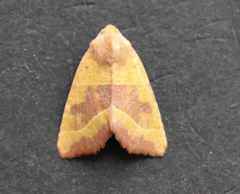 Atethmia centrago