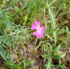 Dianthus