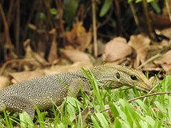Varanus nebulosus