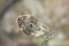 Anampses caeruleopunctatus