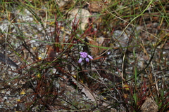 Sowerbaea juncea