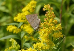 Thecla betulae