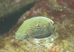 Anampses caeruleopunctatus