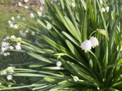 Leucojum aestivum