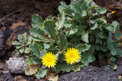 Reichardia ligulata
