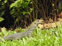 Varanus nebulosus