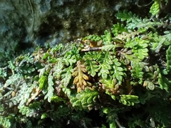 Leptinella dioica