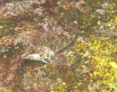 Enneapterygius atrogulare