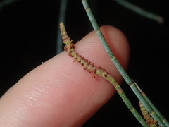 Casuarinaceae