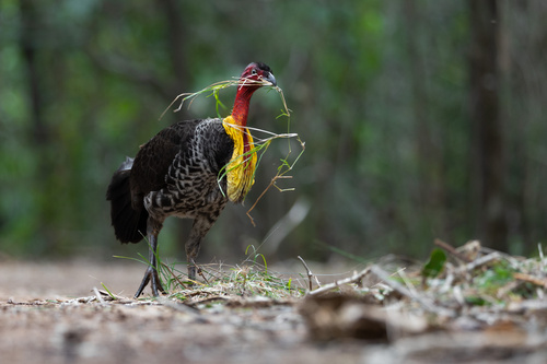 Australian Brushturkey, photo 8 of 9