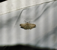 Idaea seriata