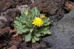 Reichardia ligulata