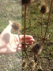 Dipsacus laciniatus