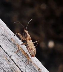 Himacerus mirmicoides