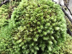 Leucobryum javense