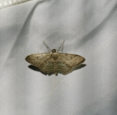 Idaea seriata