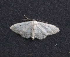 Idaea seriata