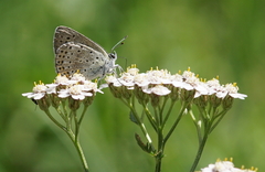 Lycaena tityrus