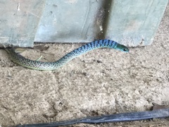 Philothamnus hughesi