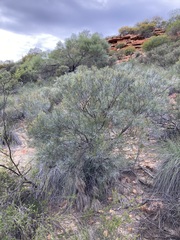 Casuarinaceae