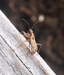 Himacerus mirmicoides