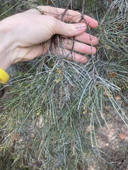 Casuarinaceae