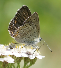 Lycaena tityrus