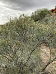 Casuarinaceae